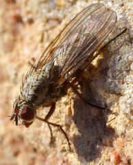Hylemya vagans