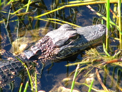 Alligator mississippiensis image