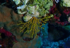 Melithaea sinaica