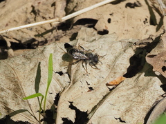 Osmia bicolor