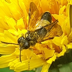Tenthredo frauenfeldii