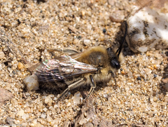 Colletes cunicularius