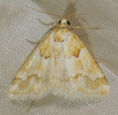 Pseudoschinia elautalis