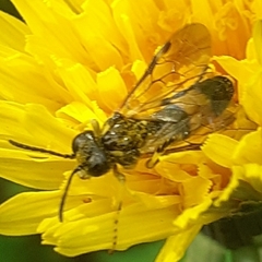 Tenthredo frauenfeldii