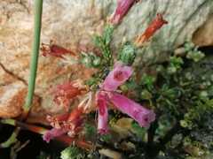 Erica strigilifolia