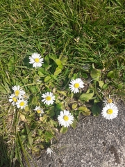 Bellis perennis