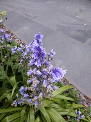 Hyacinthoides × massartiana