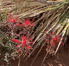 Castilleja scabrida scabrida