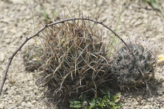 Ancistrocactus scheeri