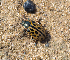 Chrysomela vigintipunctata