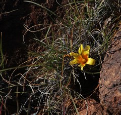Romulea tortuosa aurea