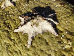 Scutellastra longicosta