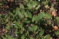 Arctostaphylos insularis