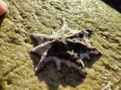 Scutellastra longicosta