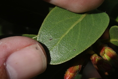 Arctostaphylos insularis