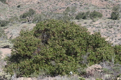 Arctostaphylos insularis