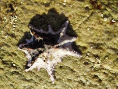Scutellastra longicosta