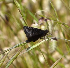 Erynnis propertius