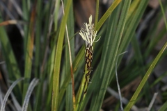 Carex globosa