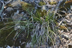 Carex globosa