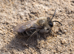Colletes cunicularius