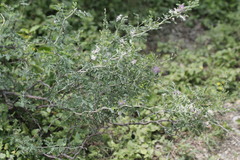 Mimosa monancistra