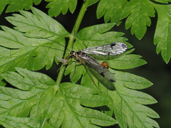 Panorpa connexa