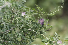 Mimosa monancistra