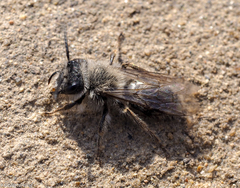 Andrena vaga