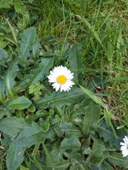 Bellis perennis