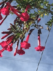 Cantua