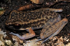 Pulchrana