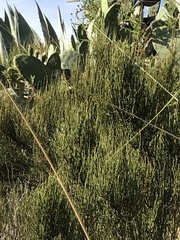 Ephedra americana