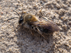Andrena helvola
