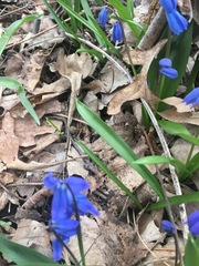 Scilla siberica