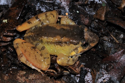 Tanahrata Wartfrog, Limnonectes nitidus