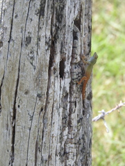 Anolis distichus