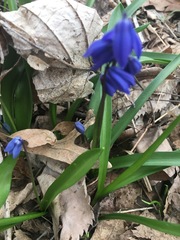 Scilla siberica