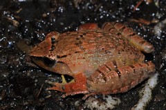 Limnonectes plicatellus