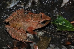 Limnonectes plicatellus