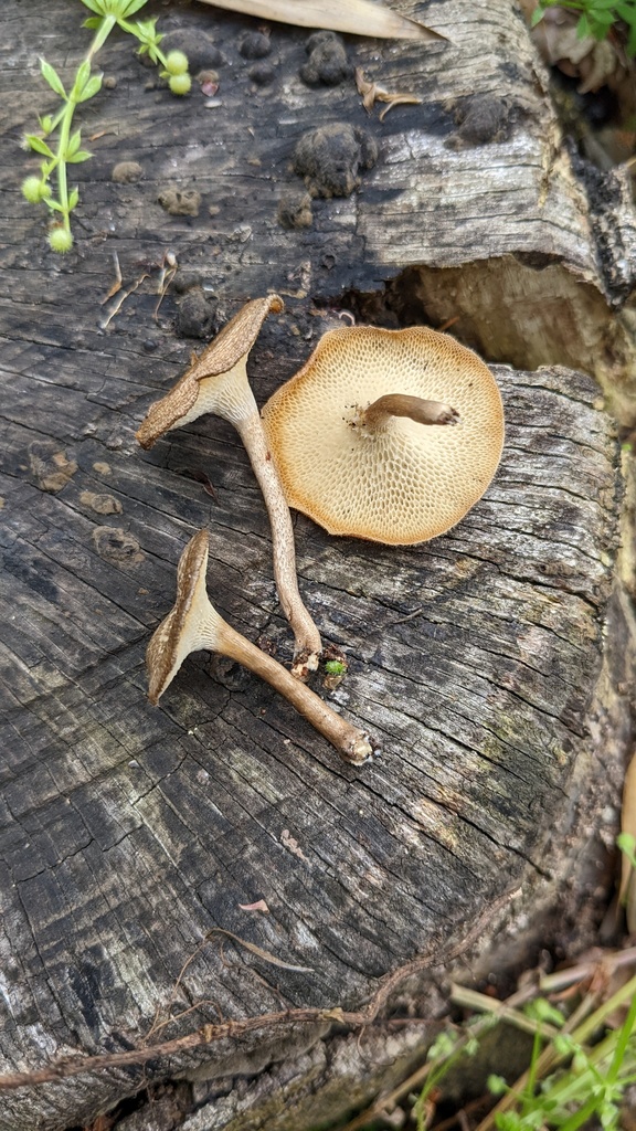 Lentinus arcularius · April 2022 · photo: © atsushi_nakajima_cirque (iNaturalist, cc-by)