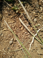 Sporobolus alopecuroides