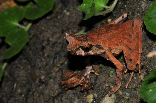 Grillitschia longipes
