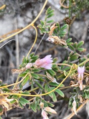 Indigofera praetermissa