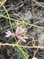 Indigofera praetermissa