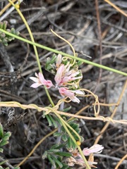 Indigofera praetermissa