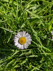Bellis perennis