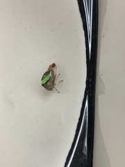 Smilia camelus