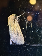 Dasygaster padockina