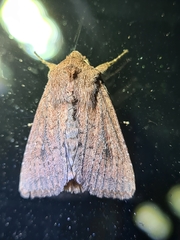 Dasygaster padockina